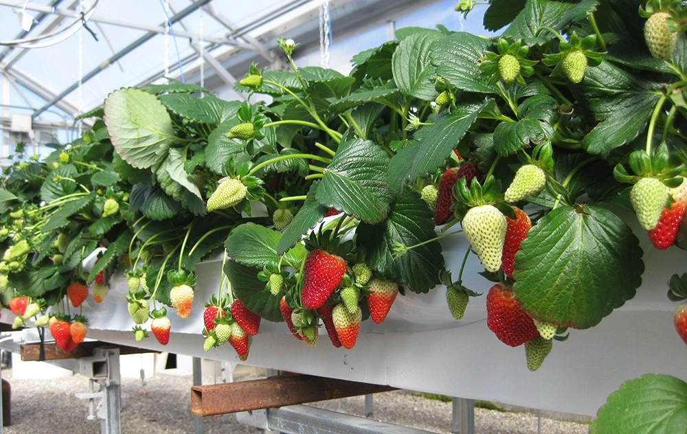 Hydroponics Strawberry Gutter System with Cocopeat Grow Bags for Growing